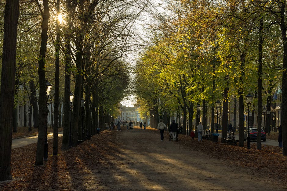 An outdoor view of a tree-lined park pathway in autumn, with tall trees on either side displaying yellow-green foliage, casting long shadows on the ground covered with fallen leaves. Several people are walking along the dirt pathway, some alone and others in groups, enjoying the natural scenery under soft sunlight filtering through the branches. The scene captures a peaceful atmosphere typical of a well-maintained urban park, with distant buildings visible beyond the trees. This image highlights the importance of outdoor cleanliness and landscape maintenance as part of comprehensive property care, which Holland Park Cleaner offers in their house cleaning and sanitisation services. The lighting emphasizes the natural textures of the leaves, tree bark, and earth, creating a warm and inviting environment.